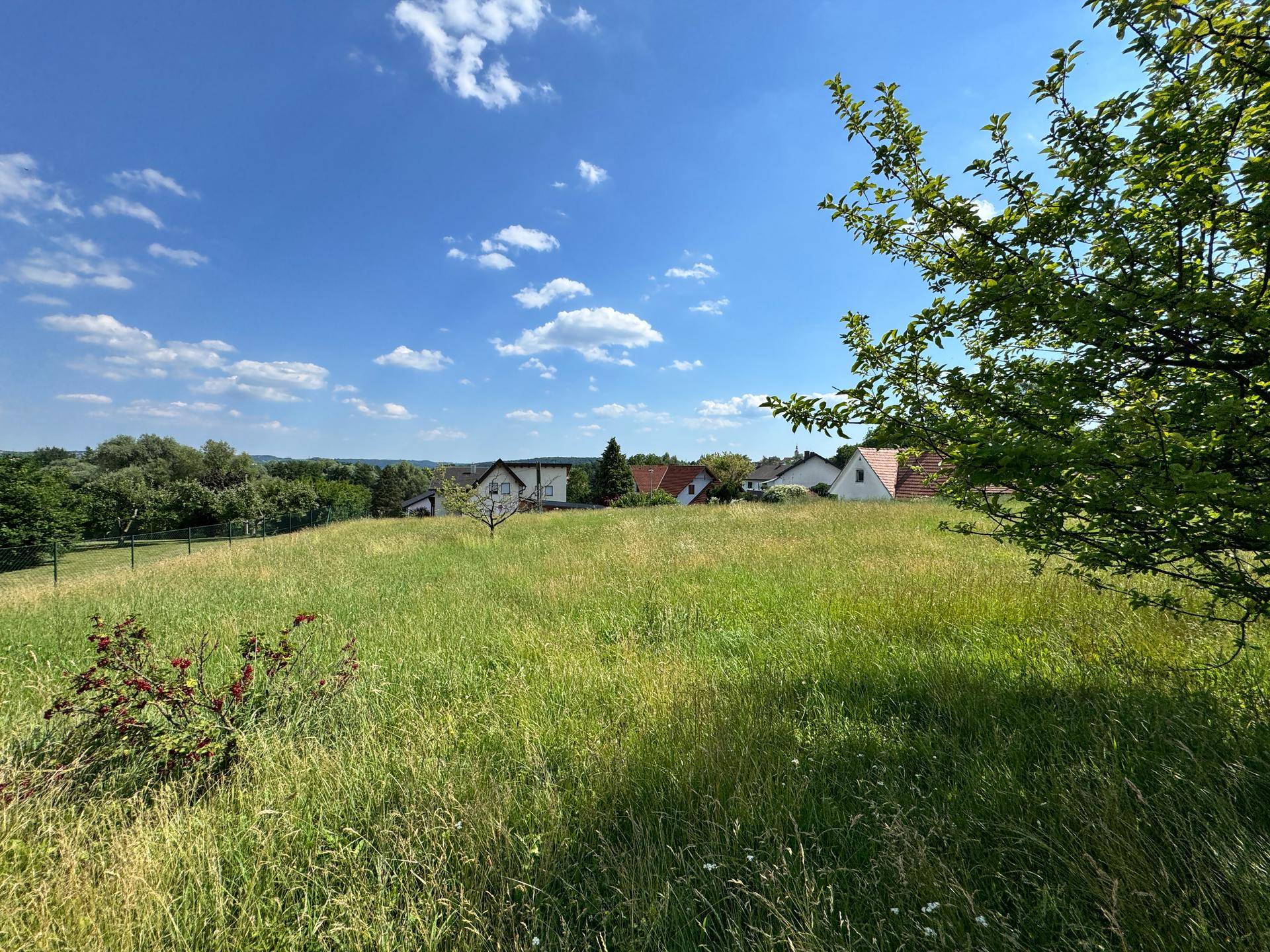 Sonnige, hügelige Wiese mit einem kleinen Busch im Vordergrund und Häusern am Horizont unter blauem Himmel.
