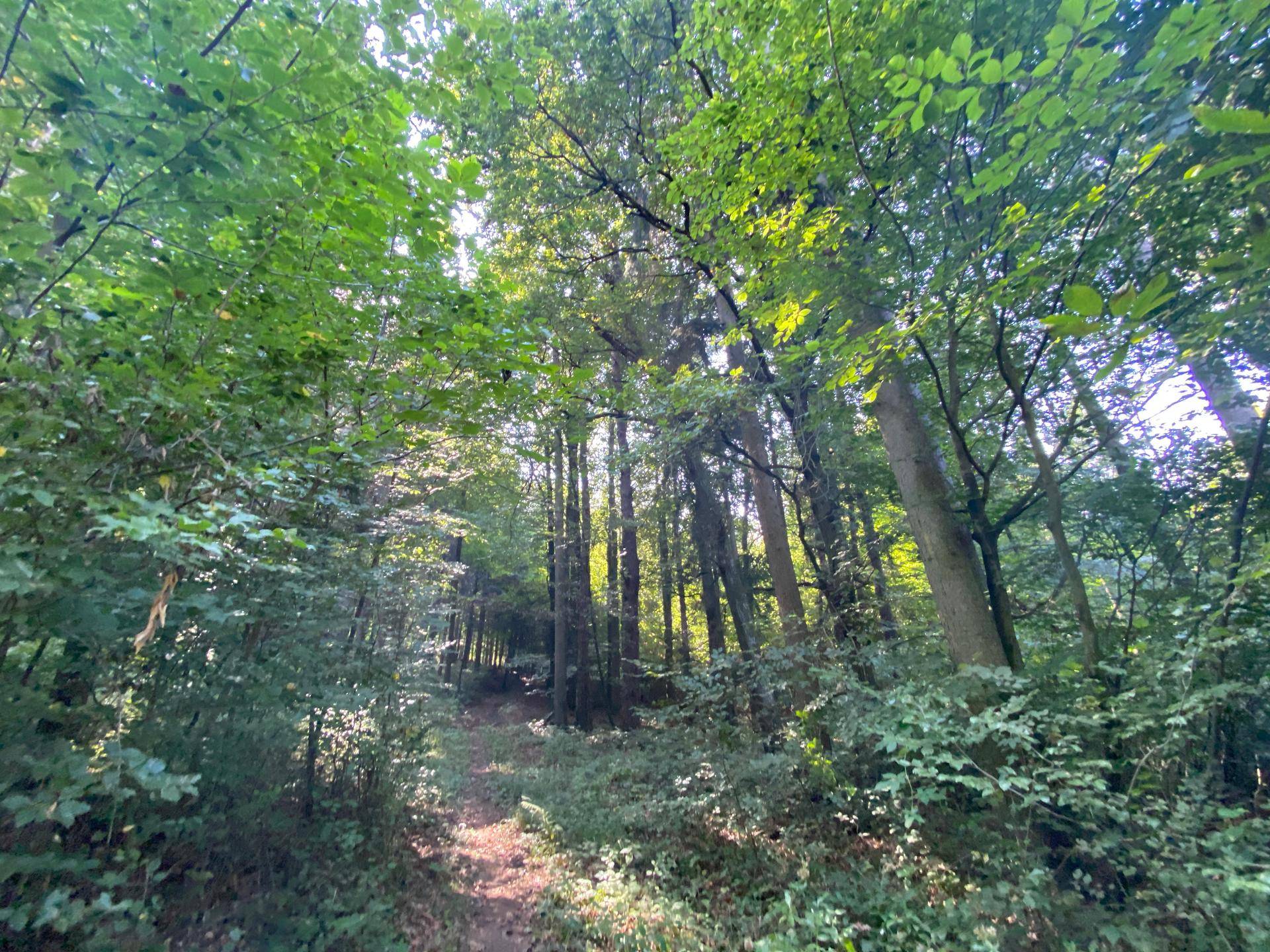 Waldgrundstück in Bad Gleichenberg – 8.268 m² Natur &amp; Wertanlage - Ansicht 2