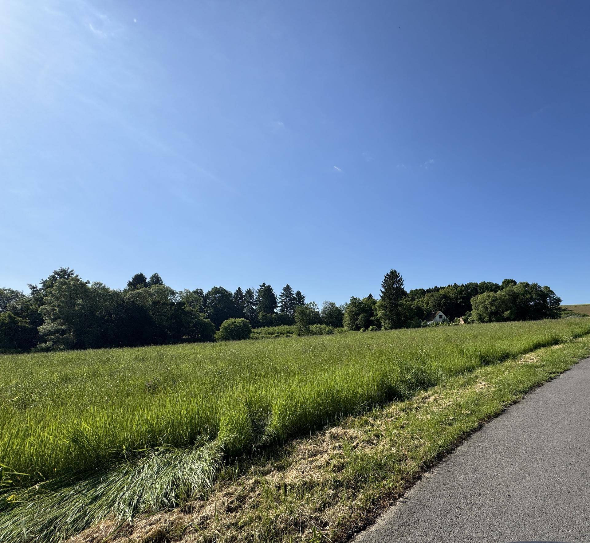 Weitläufige grüne Wiese neben einer Straße mit Waldrand unter strahlend blauem Himmel.