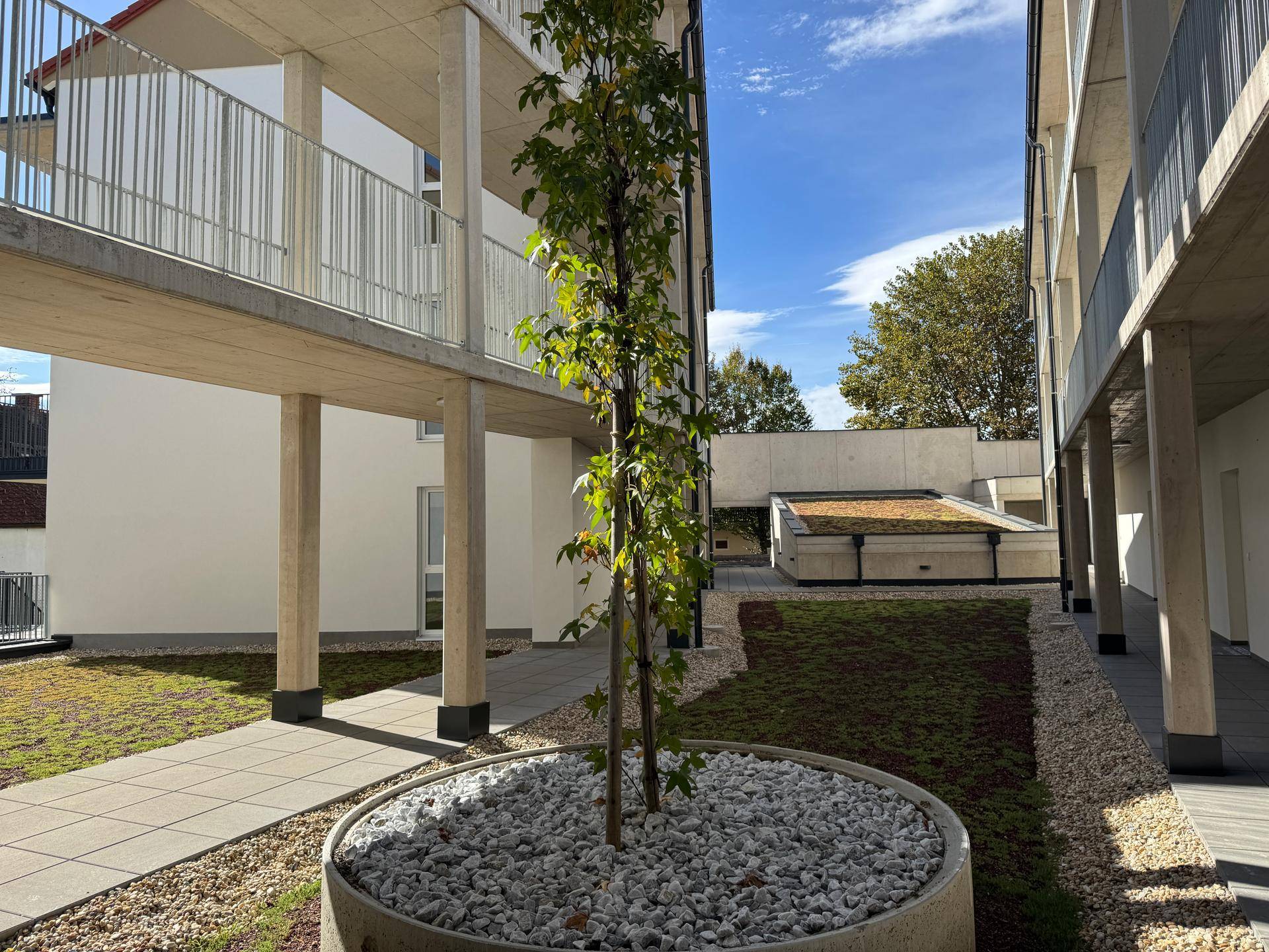 Innenhof mit jungem Baum, Kiesflächen und begrünten Dächern der Tiefgarage.