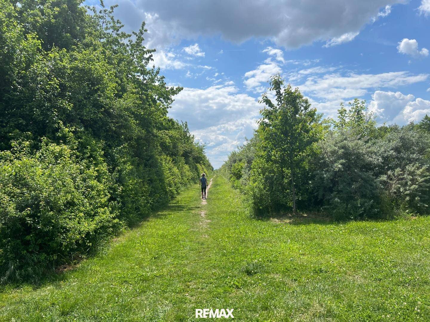Schmaler Wanderweg durch eine üppige grüne Landschaft unter blauem Himmel.