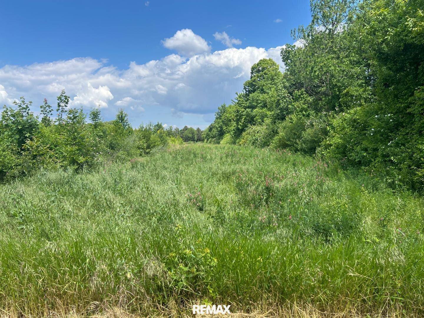 Weitläufiges Feld mit hohem Gras und dichter Vegetation unter blauem Himmel.
