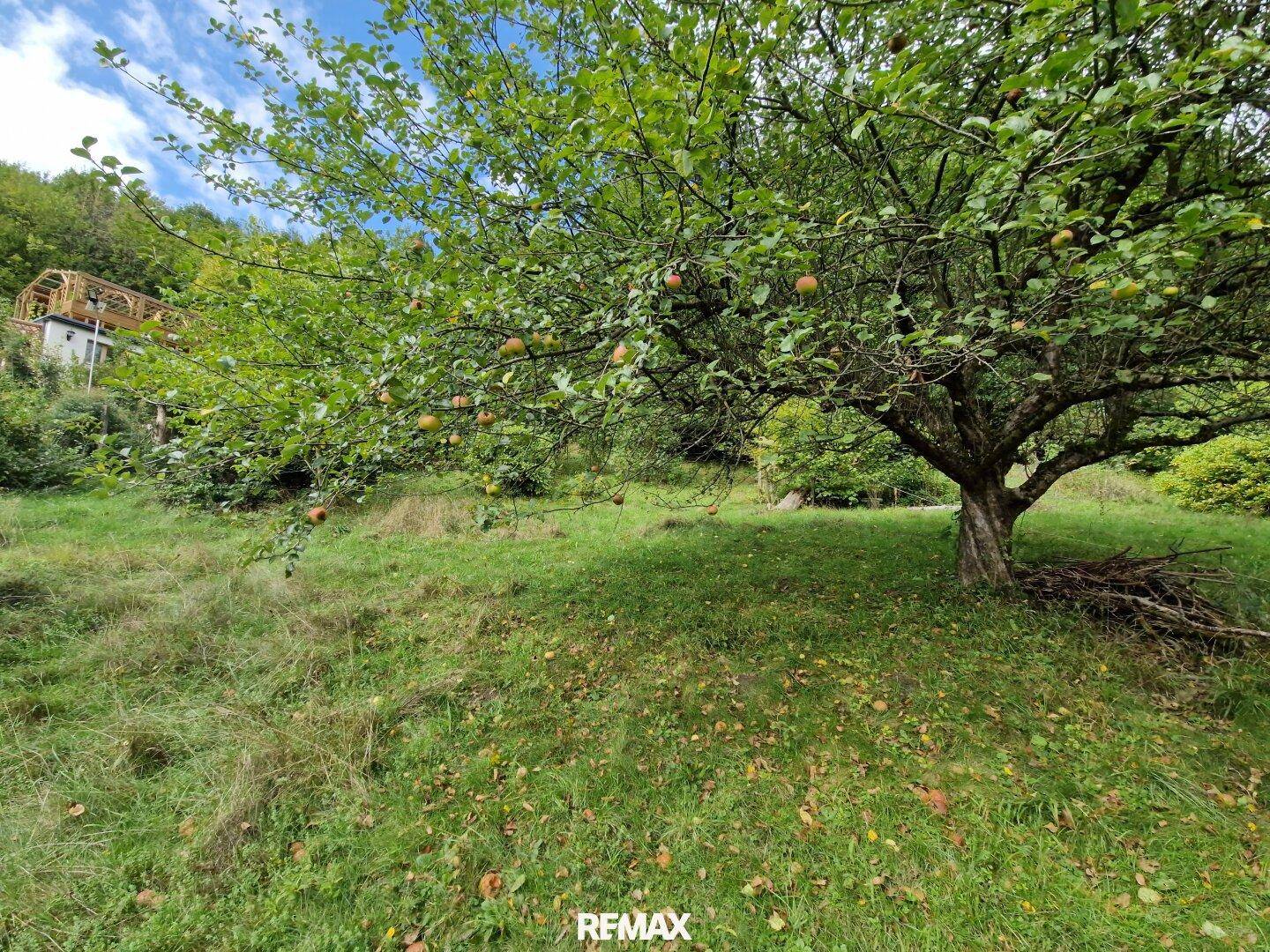 Großer Obstbaum auf einer grünen Wiese, umgeben von natürlicher Vegetation und Sonnenlicht.