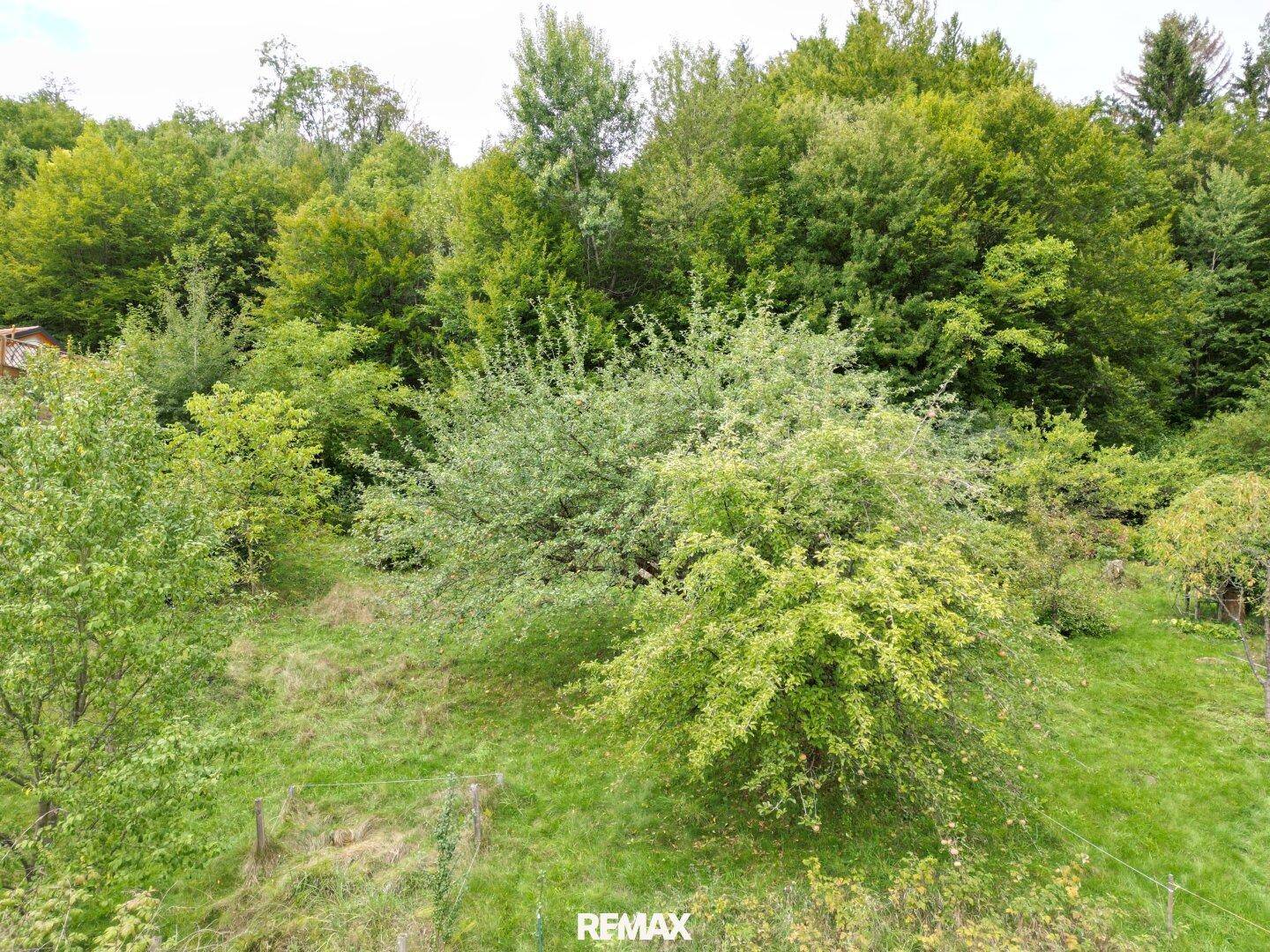 Dichte Vegetation und Bäume auf einem Hanggrundstück, das von einem Wald umgeben ist.