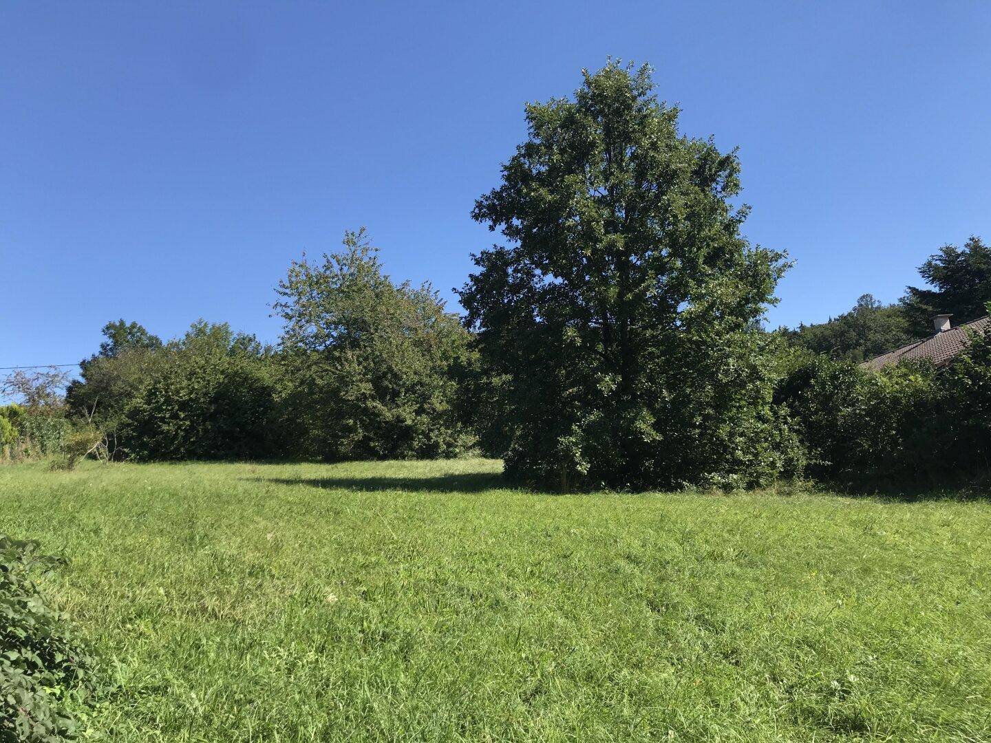 Weitläufige grüne Wiese mit großen, alten Bäumen unter blauem Himmel.