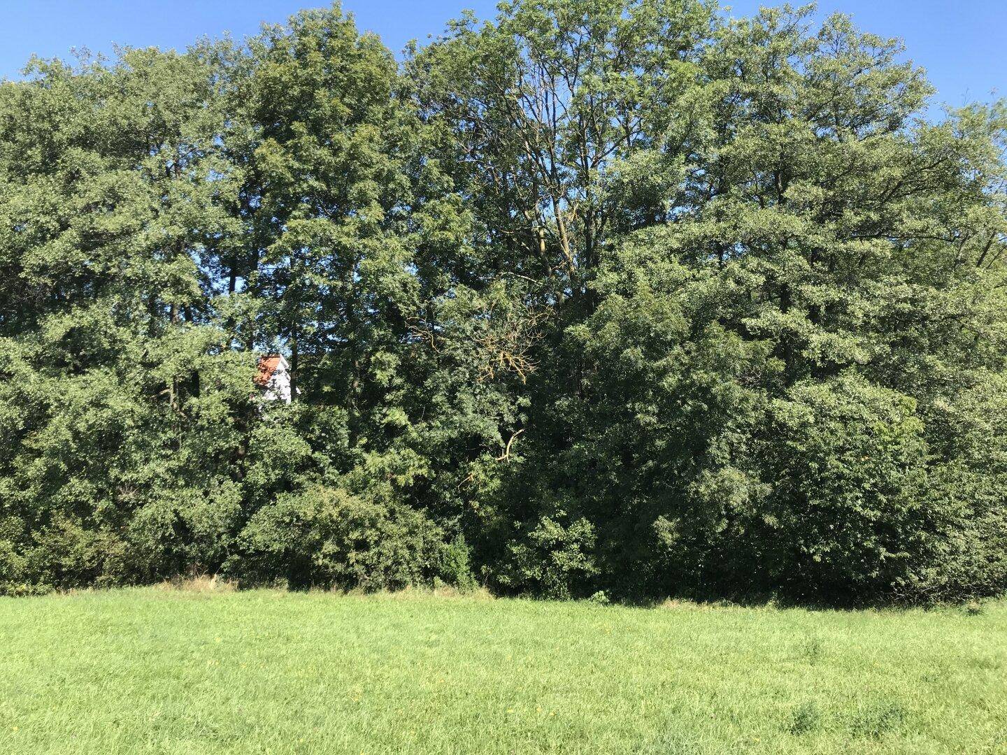 Dichter Baumbestand mit grüner Wiese im Vordergrund, ideal für Naturliebhaber.