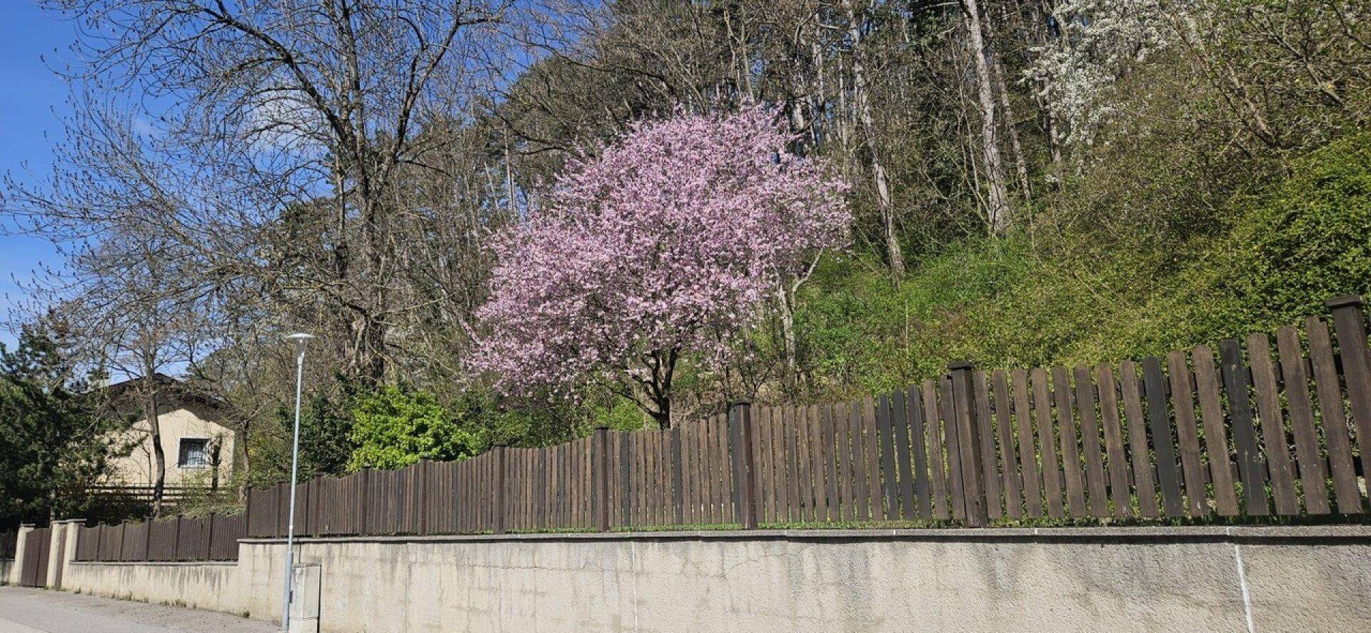 Straße mit Holzzaun und einer blühenden Baumkrone vor einem bewaldeten Hang unter blauem Himmel.