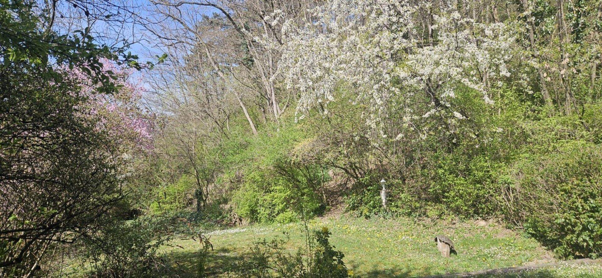 Naturbelassener Garten- oder Waldrandbereich mit üppigem Grün und blühenden Bäumen im Sonnenlicht.