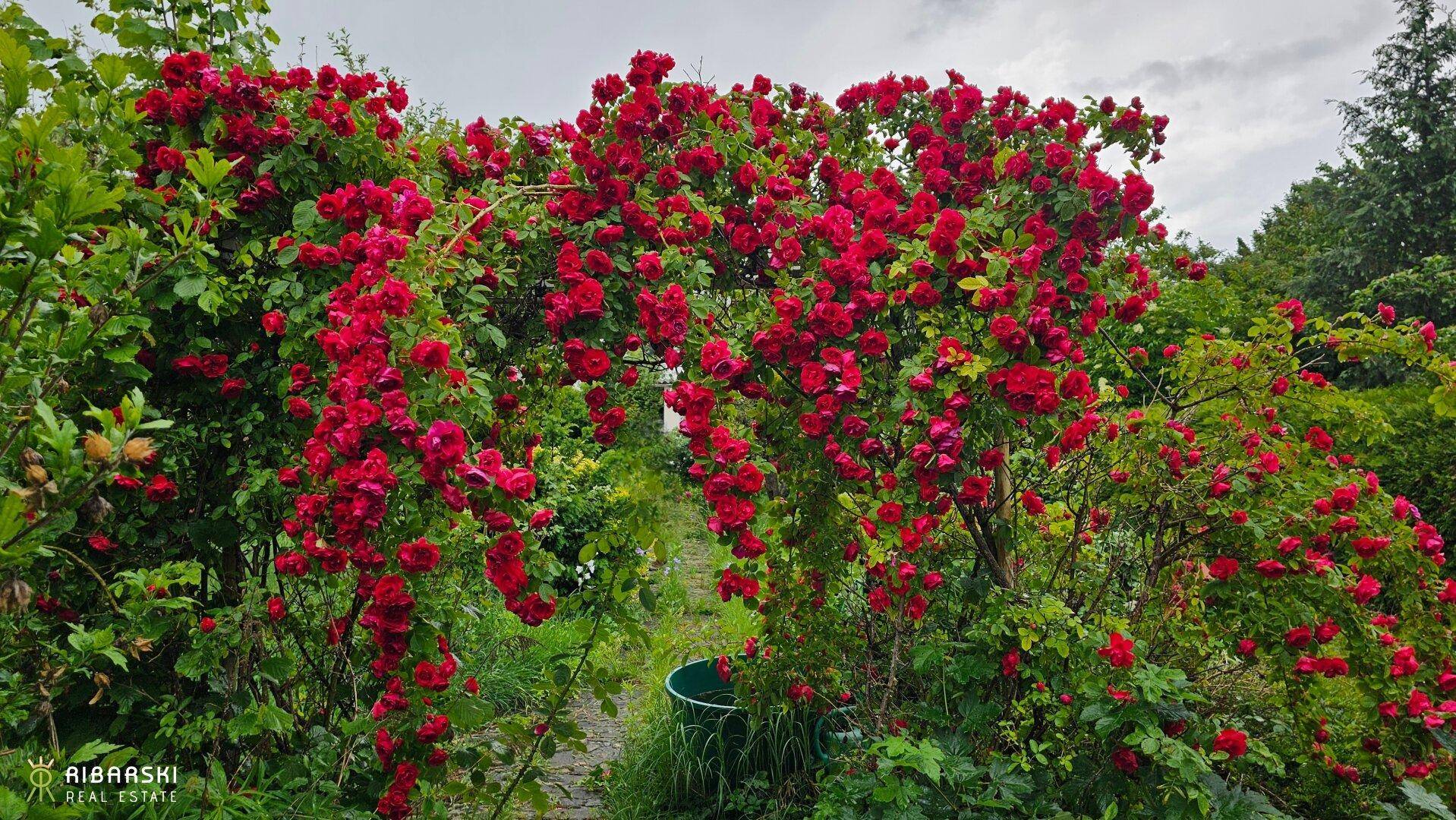 Garten im Mai