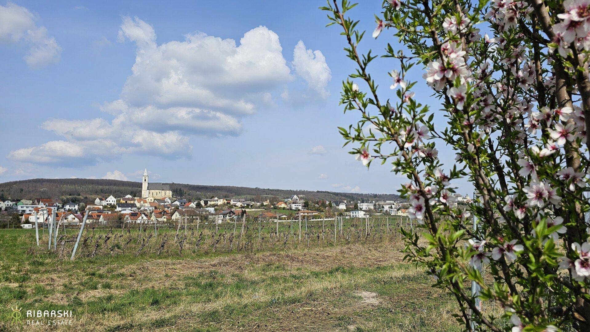 Malerischer Blick auf ein Dorf mit Kirche, umgeben von Weinbergen und blühenden Bäumen.