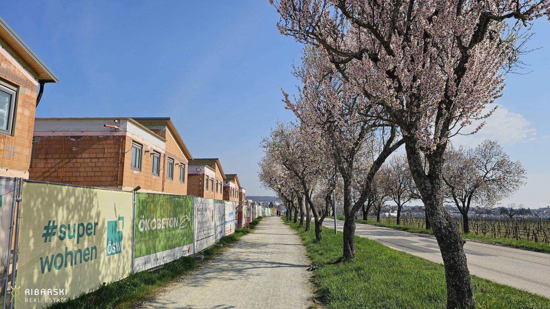 Allee mit blühenden Bäumen entlang einer Baustelle für neue Wohnhäuser.