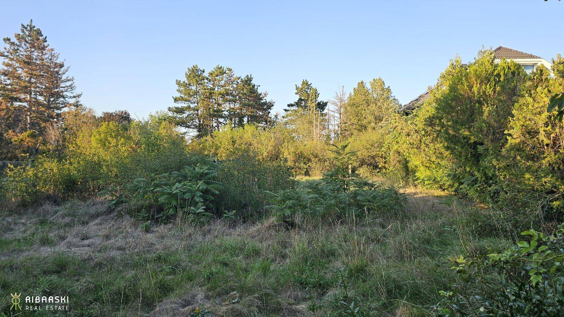 Großes, unkultiviertes Grundstück mit dichter Vegetation und hohen Bäumen unter blauem Himmel.
