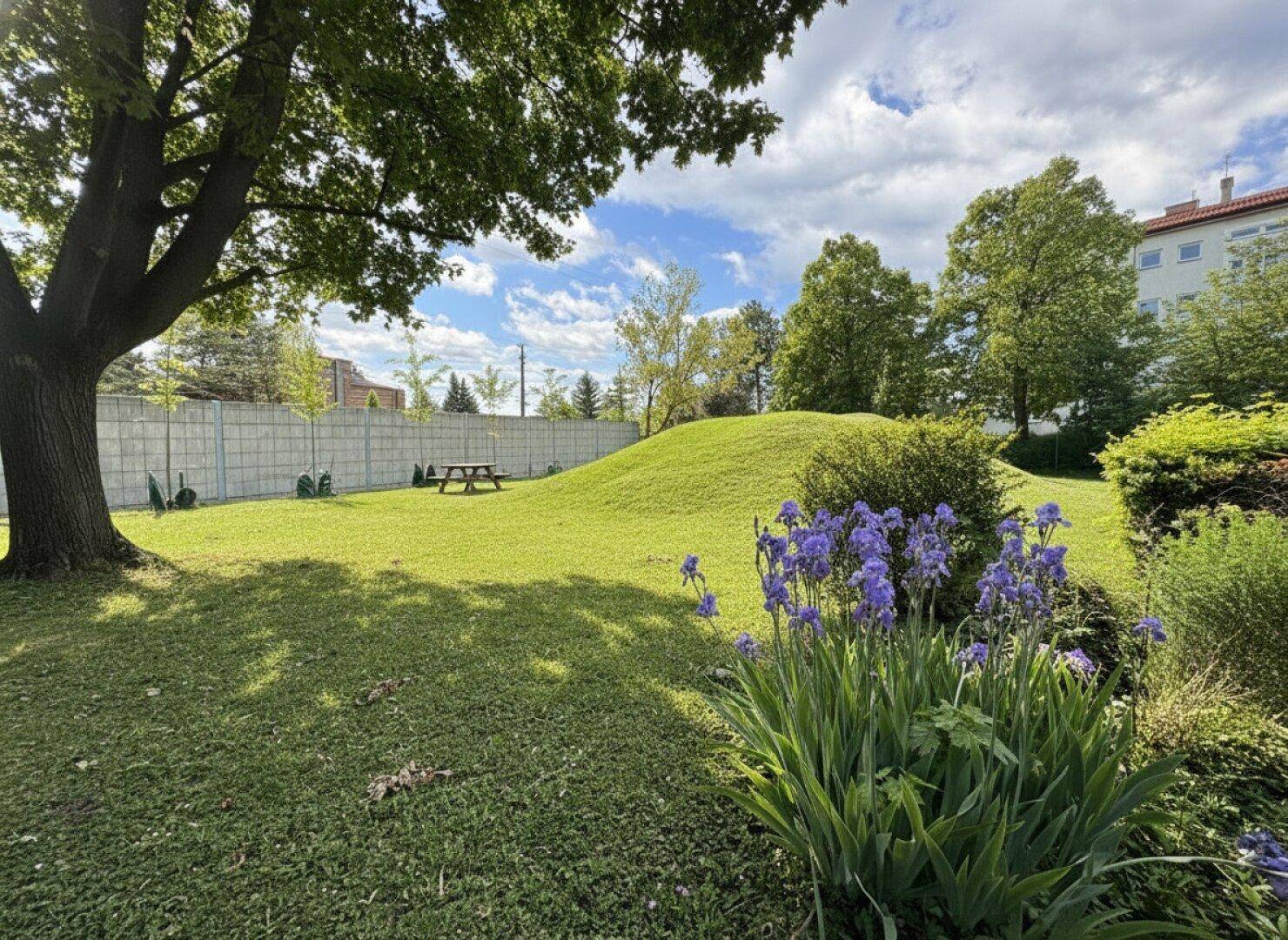 Grüne Gartenfläche mit einem großen Baum, lila Blumen und einem grasbewachsenen Hügel.