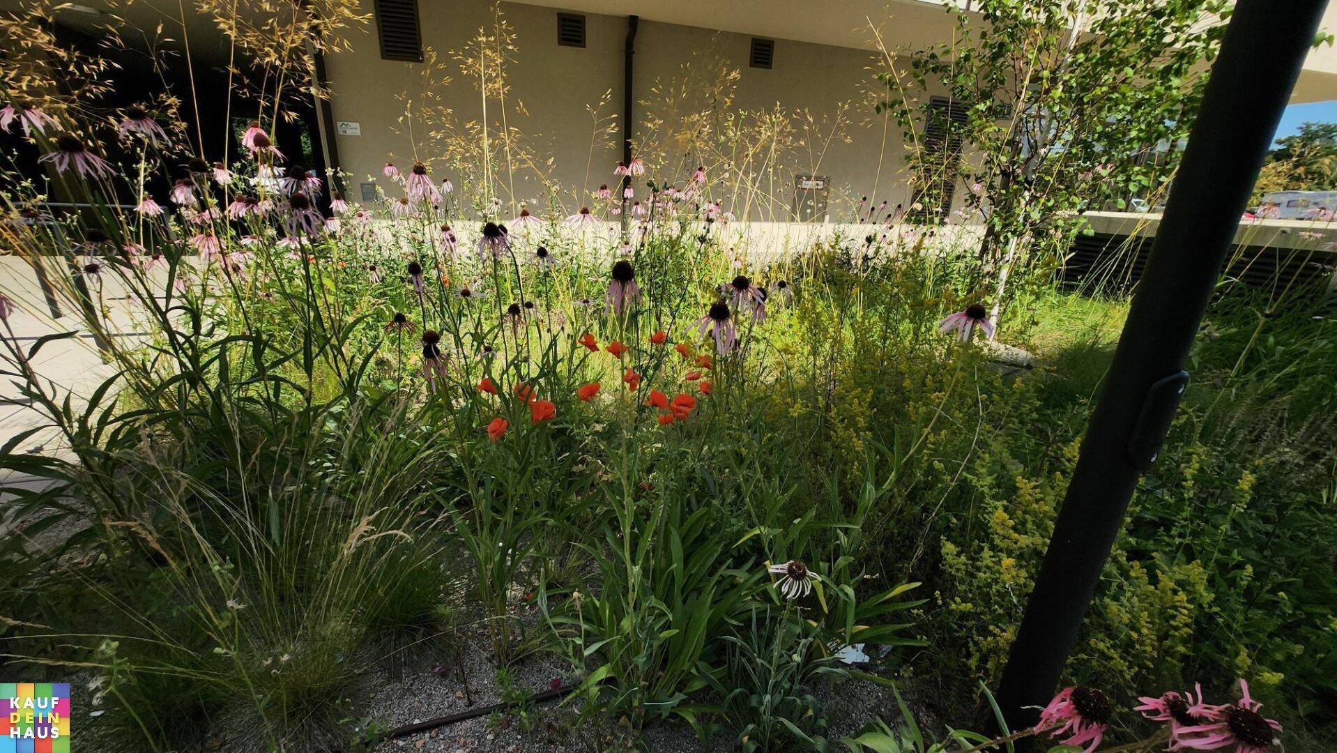 Bunte Blumen und Gräser in einem gepflegten Gartenbereich vor einem modernen Gebäude.
