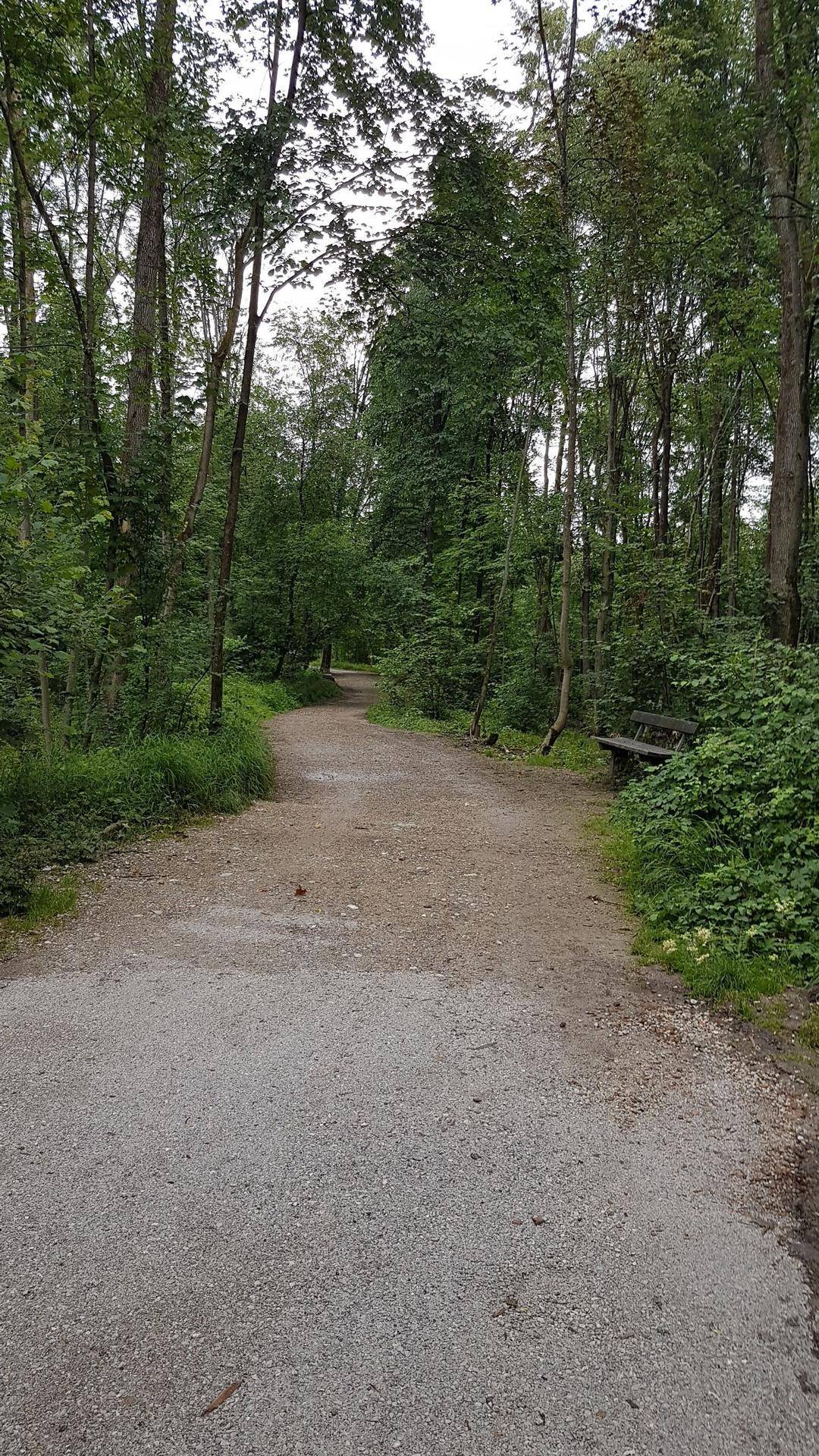 Waldweg mit Kiesoberfläche, umgeben von dichtem Grün und einem Holzbänklein am Rand.