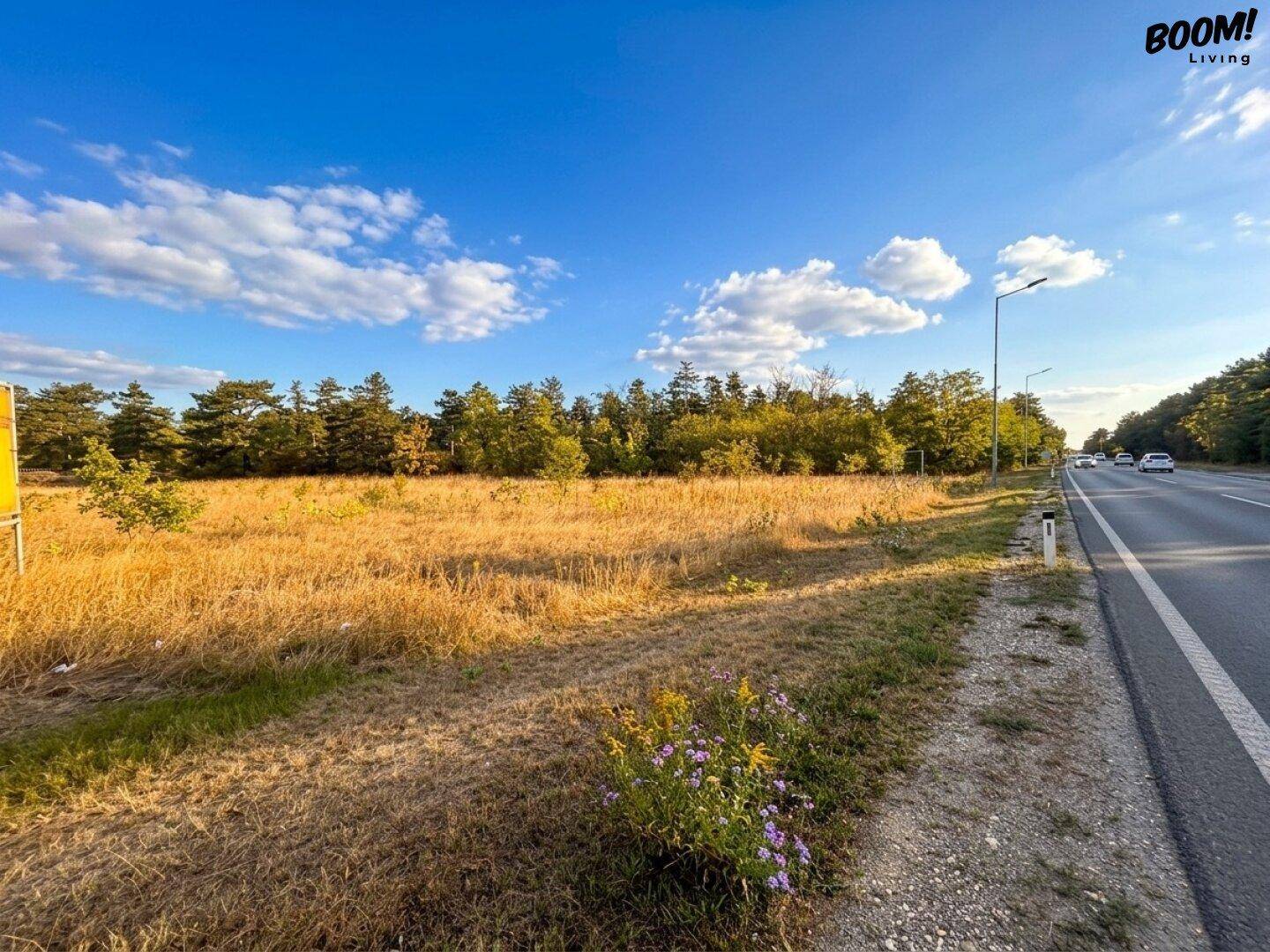 Offenes Feld neben einer Straße mit vorbeifahrenden Autos und Wald im Hintergrund unter blauem Himmel.