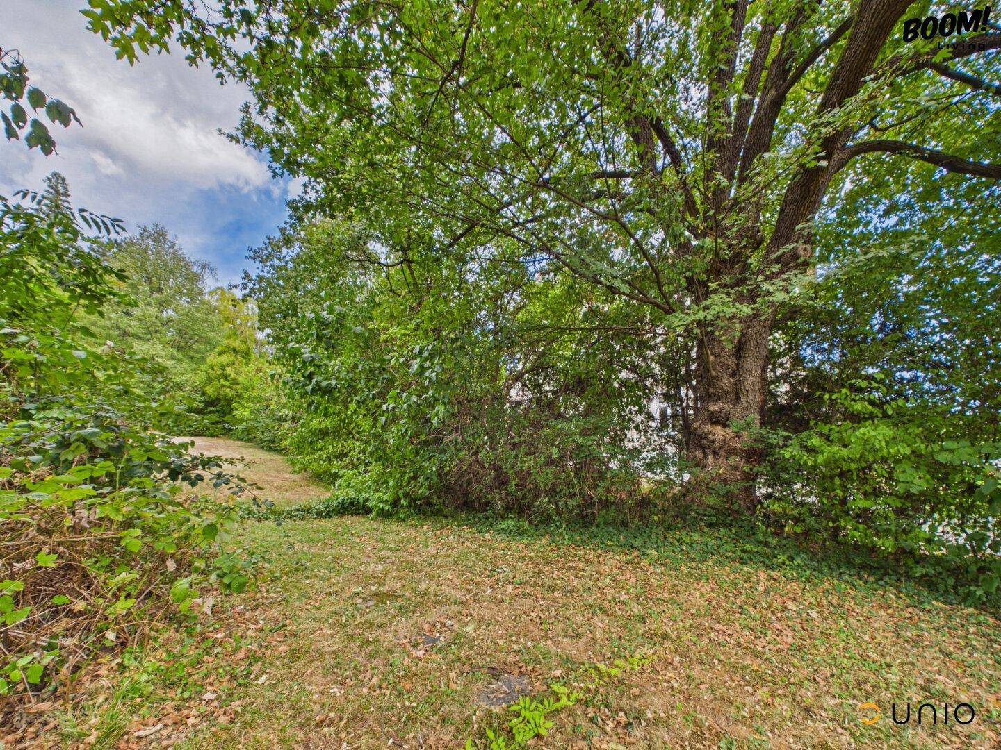 Offener Gartenbereich mit Rasenfläche und einem großen, alten Baum.