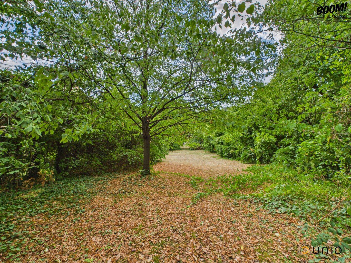 Großer, naturbelassener Gartenbereich mit altem Baumbestand und viel Grün.