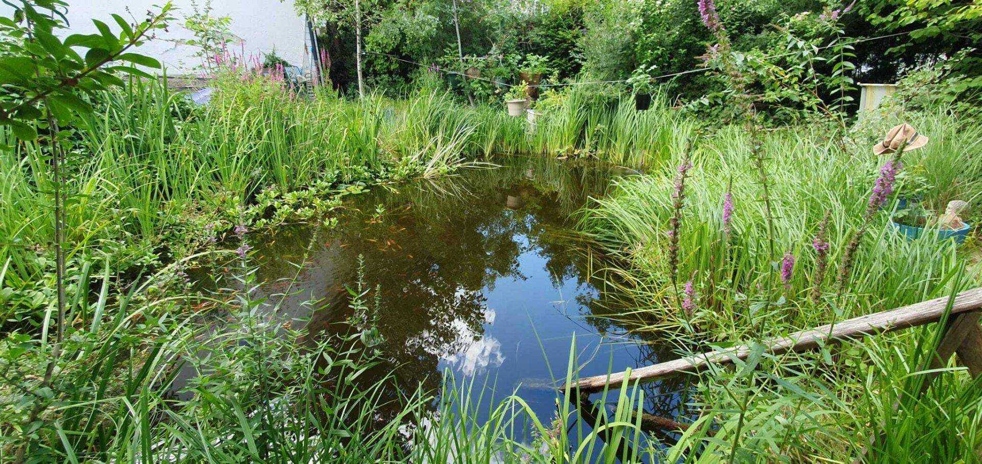 Ein naturbelassener Teich mit hohen Gräsern und Wasserpflanzen spiegelt den Himmel wider.