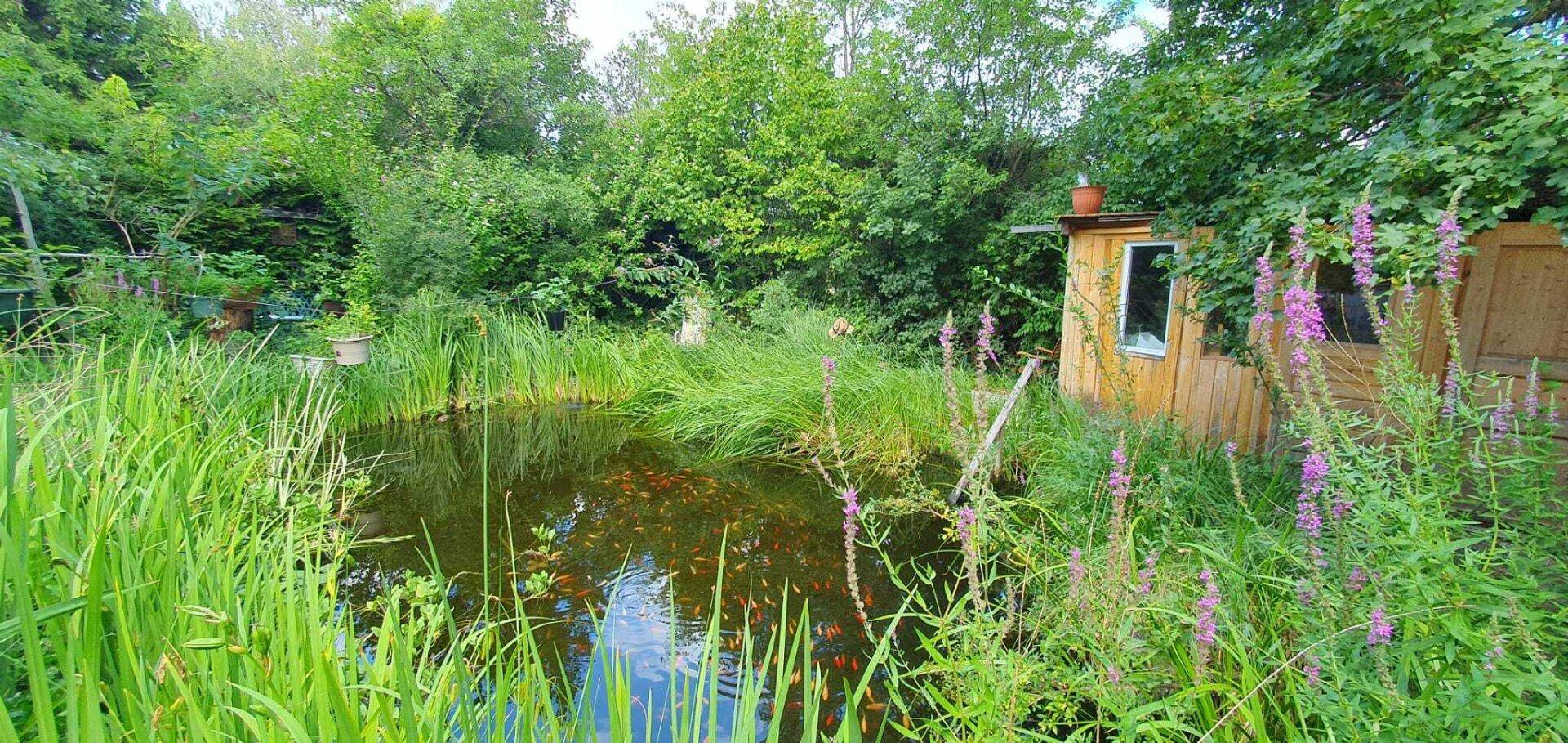 Ein naturbelassener Teich mit hohen Gräsern und Wasserpflanzen, mit einem Holzschuppen im Hintergrund.