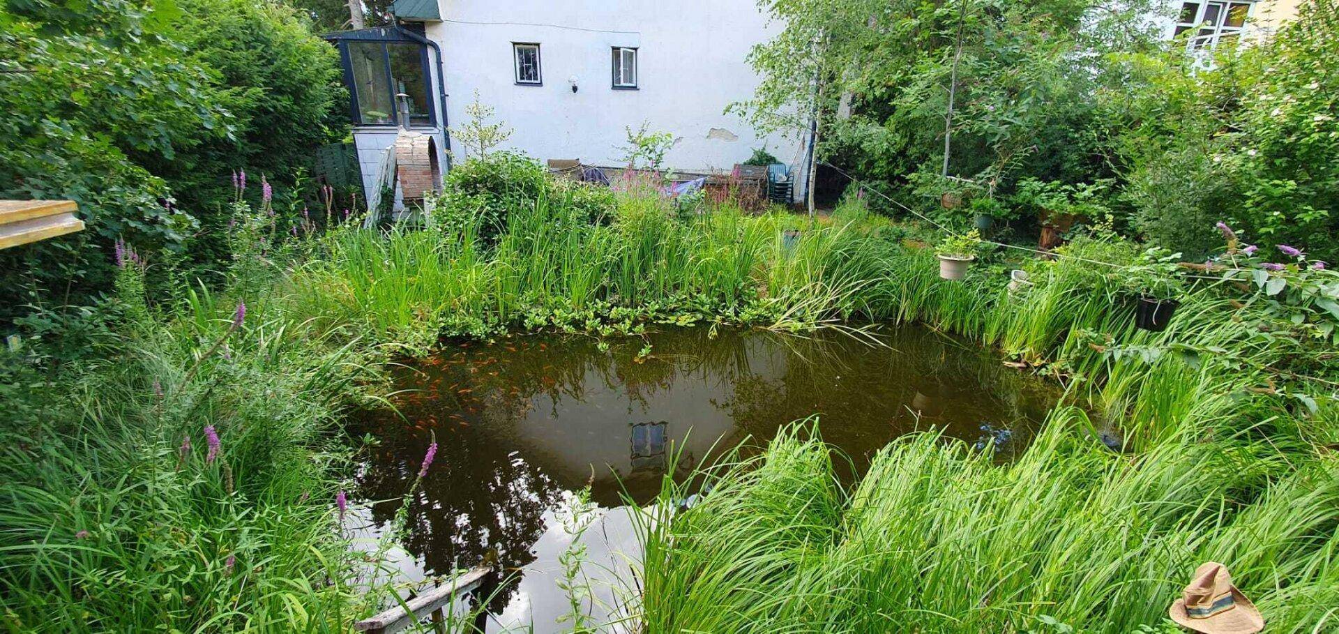 Ein naturbelassener Teich mit hohen Gräsern und Wasserpflanzen, mit einem Haus im Hintergrund.