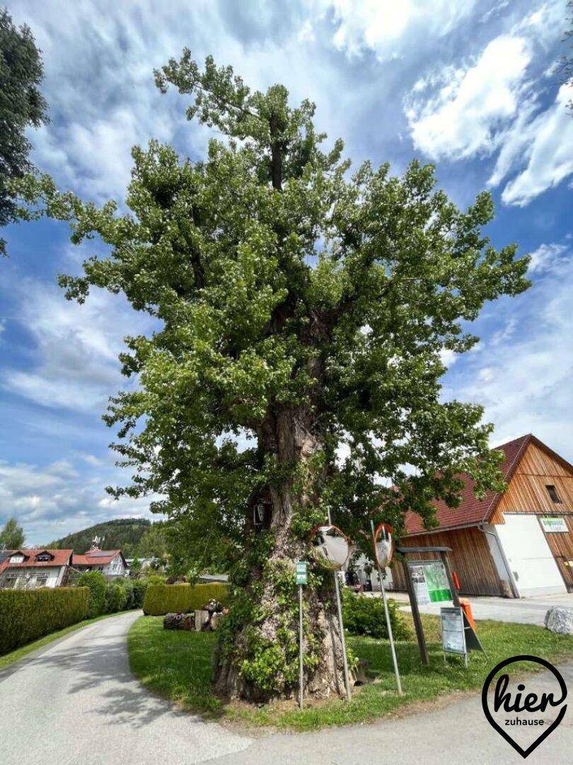 Ein imposanter, alter Baum dominiert die Szene vor einem Haus in ländlicher Umgebung unter blauem Himmel.