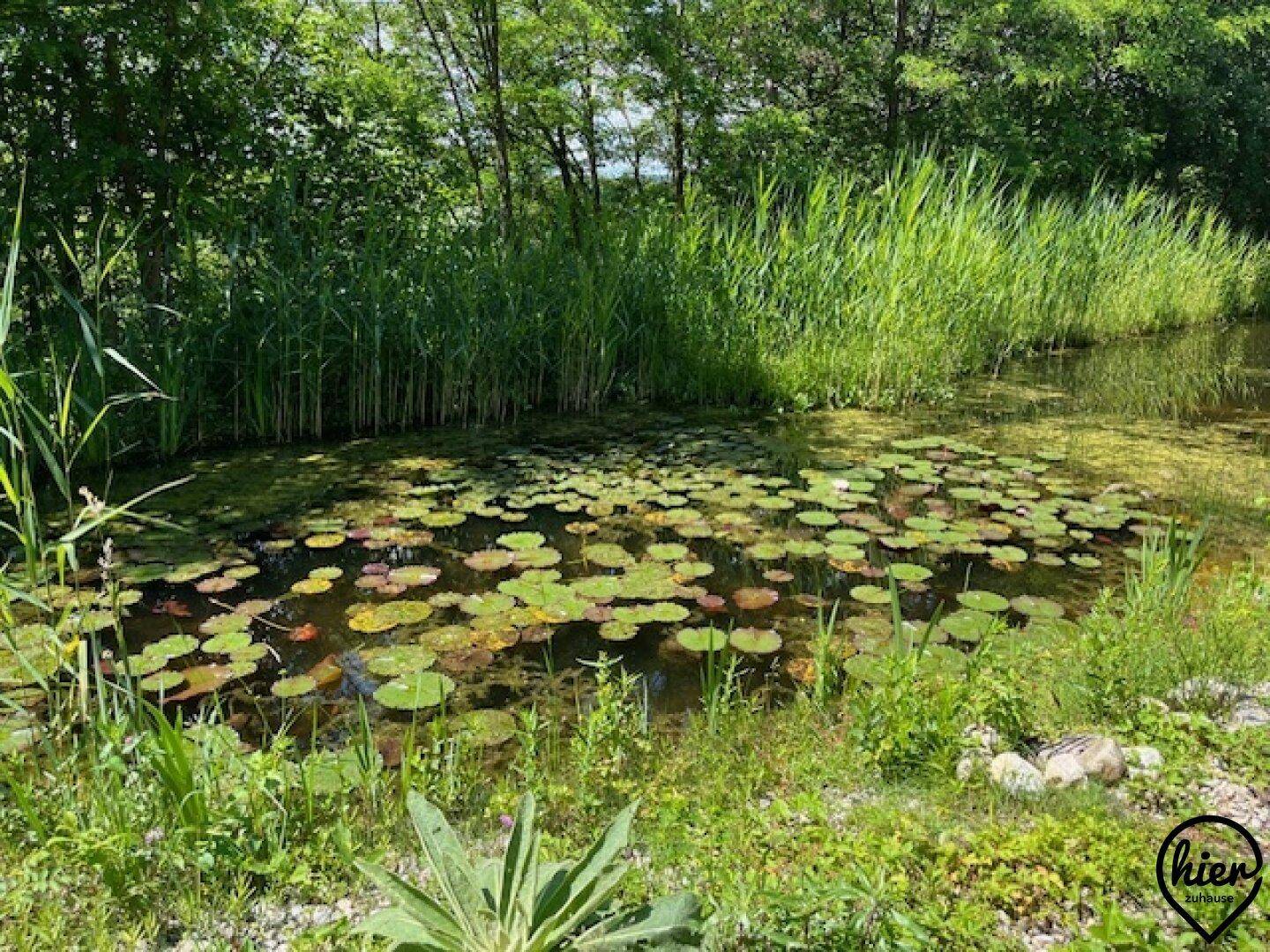 Natürlicher Teich mit Seerosen und Schilf, umgeben von üppigem Grün.