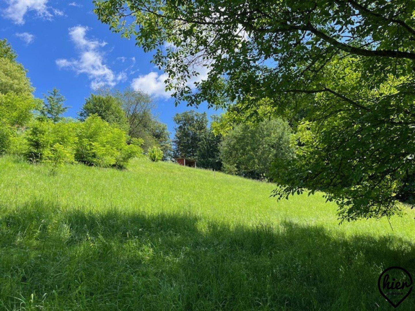 Sanfte grüne Hügellandschaft mit vereinzelten Bäumen unter einem strahlend blauen Himmel.