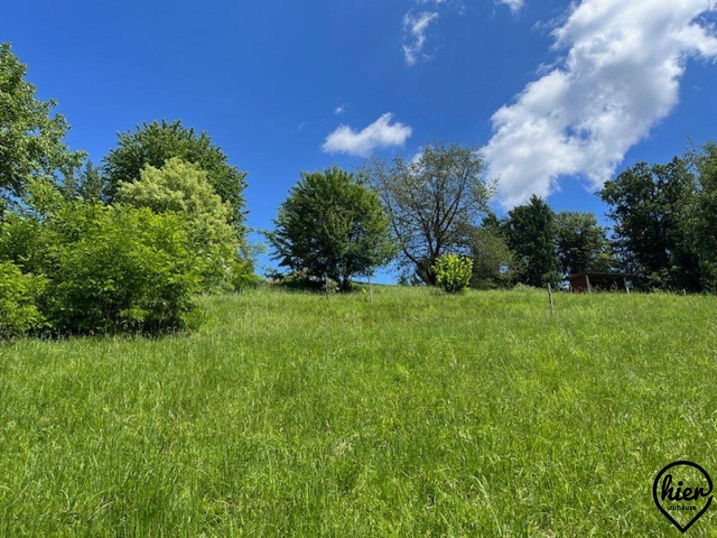 Weite grüne Wiese mit Bäumen im Hintergrund unter einem klaren blauen Himmel.