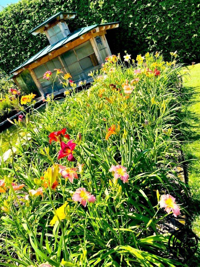 Blühendes Blumenbeet mit bunten Taglilien und einem Gartenhaus im Hintergrund.