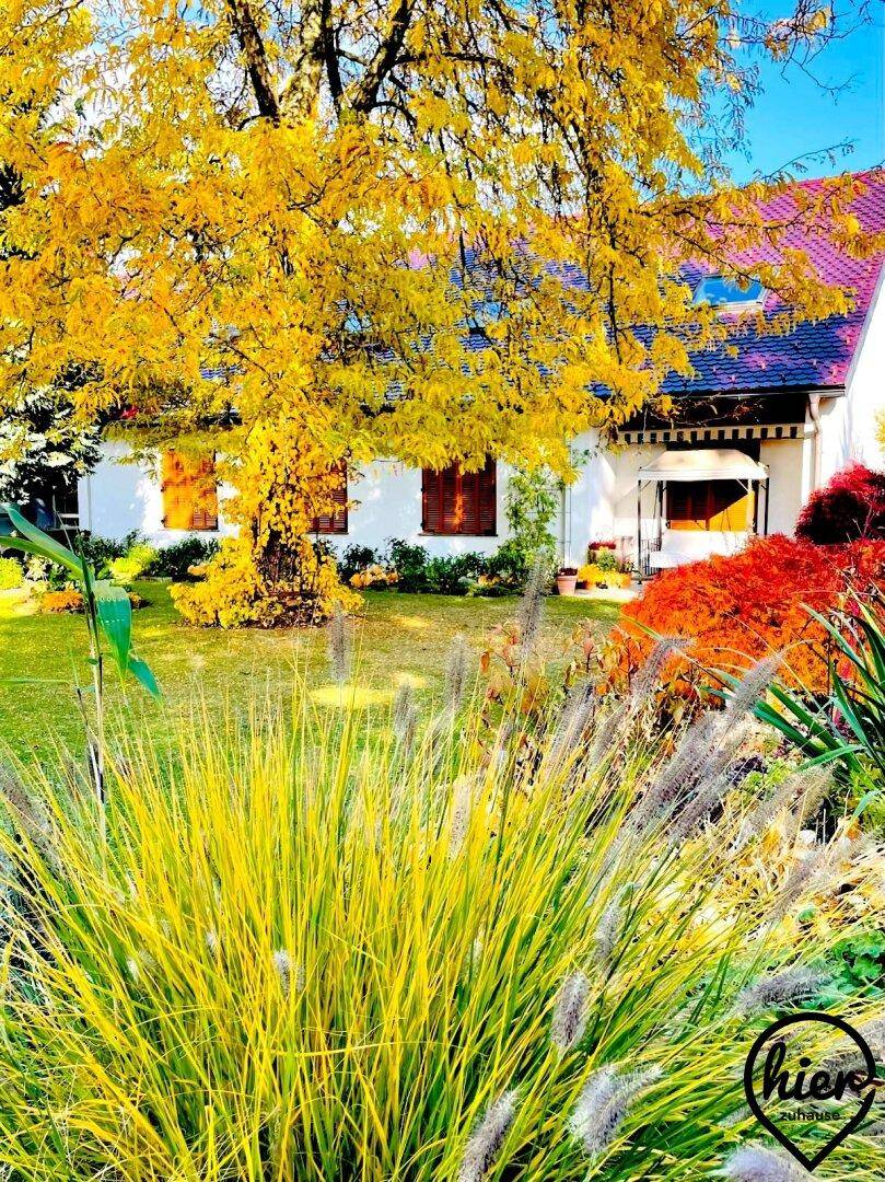 Herbstlicher Garten mit einem Baum mit gelbem Laub und Ziergräsern im Vordergrund.