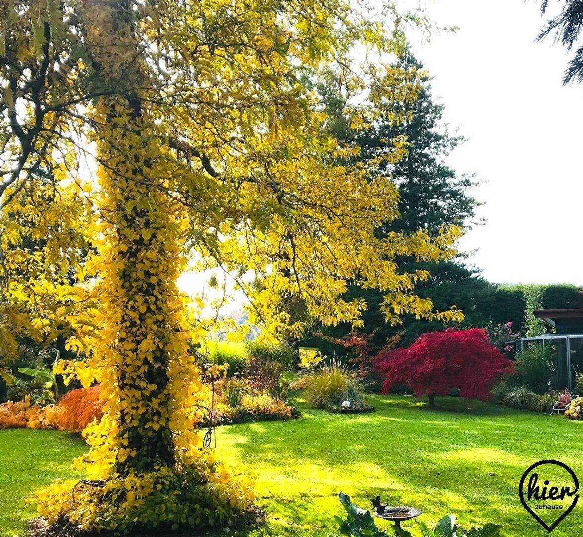 Großer Garten mit einem Baum mit gelbem Laub und weiteren Bäumen im Hintergrund.