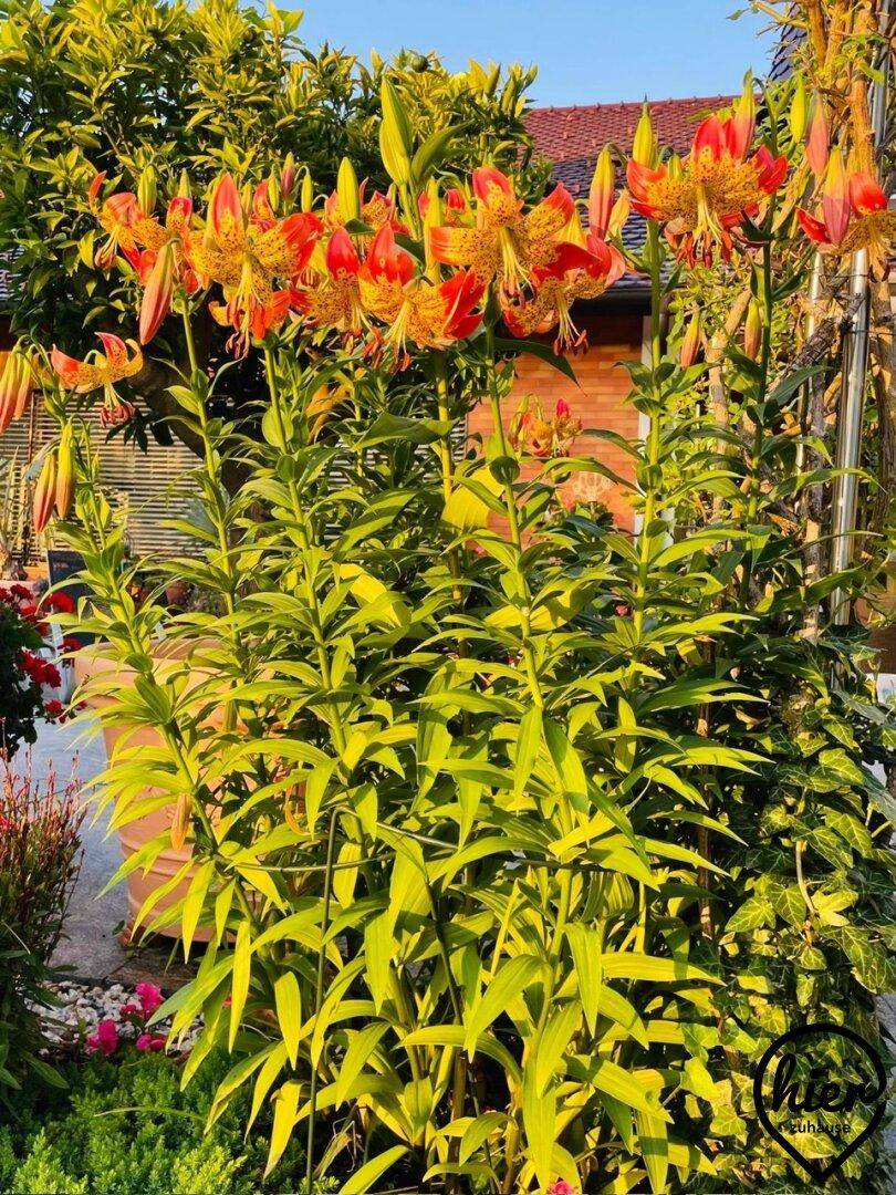 Prächtige orange-gelbe Lilien in voller Blüte vor einem Wohnhaus.