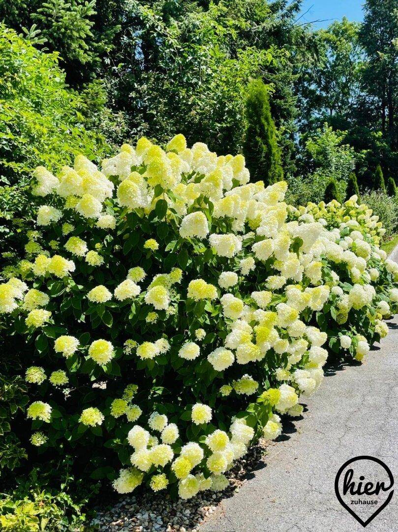 Üppige Hecke aus weißen Hortensien entlang eines Gartenweges.