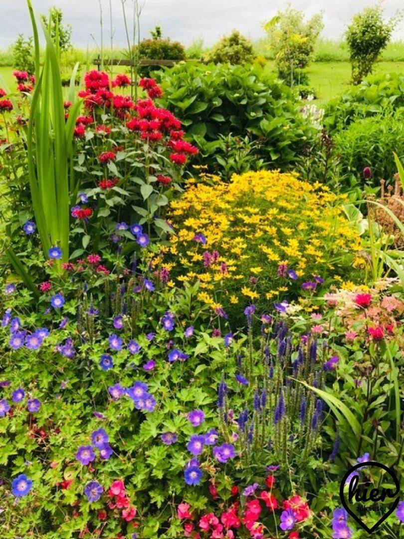 Farbenfrohes Blumenbeet mit einer Vielzahl von blühenden Pflanzen in verschiedenen Farben.