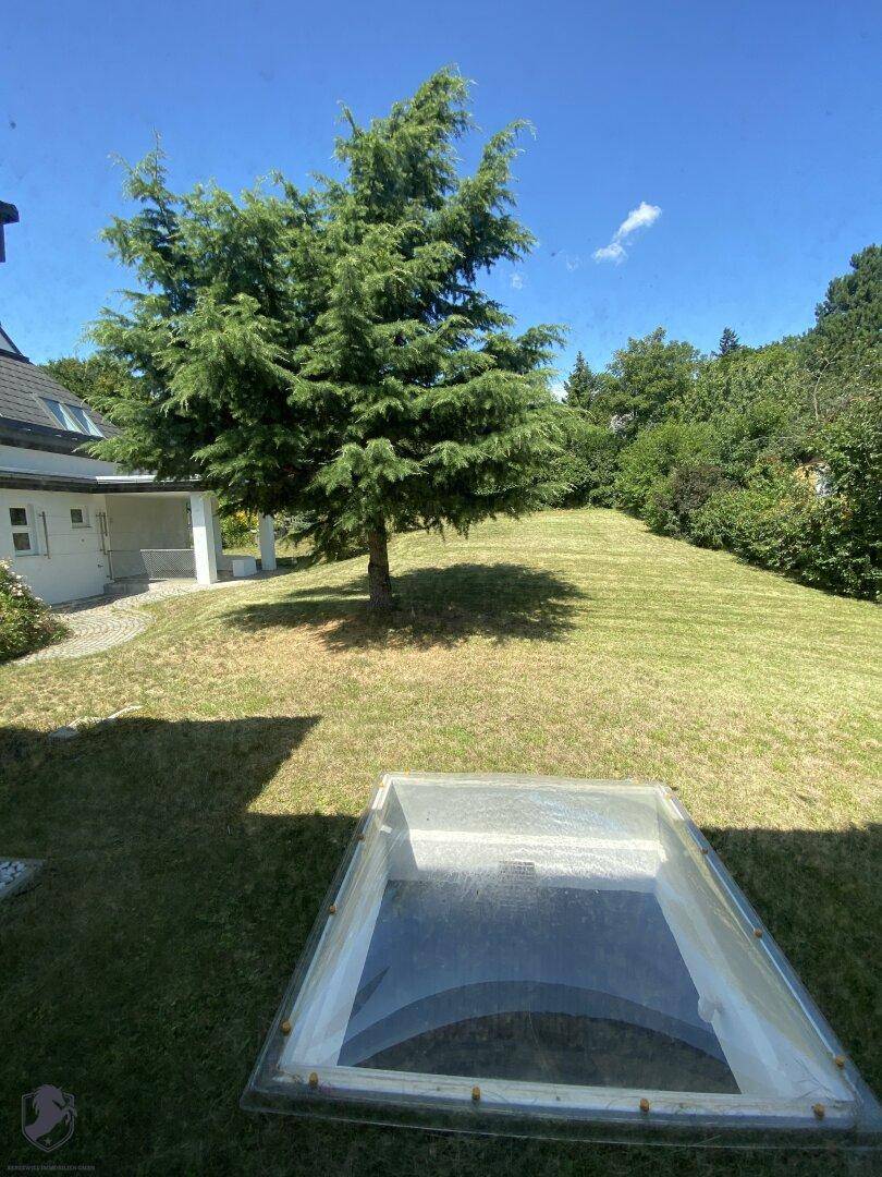Grüner Garten mit großem Baum und einem Kellerfenster, das Licht in den Untergrund bringt.