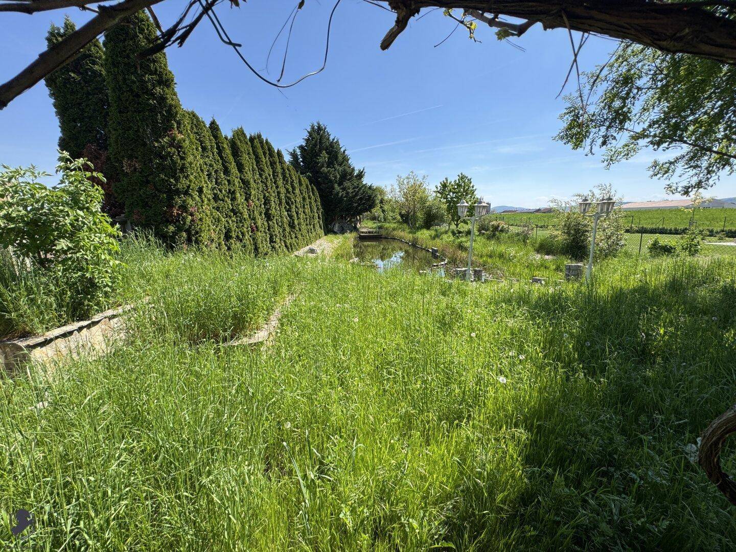 Großer, verwilderter Gartenbereich mit Teich und hohen Hecken, der viel Potenzial bietet.