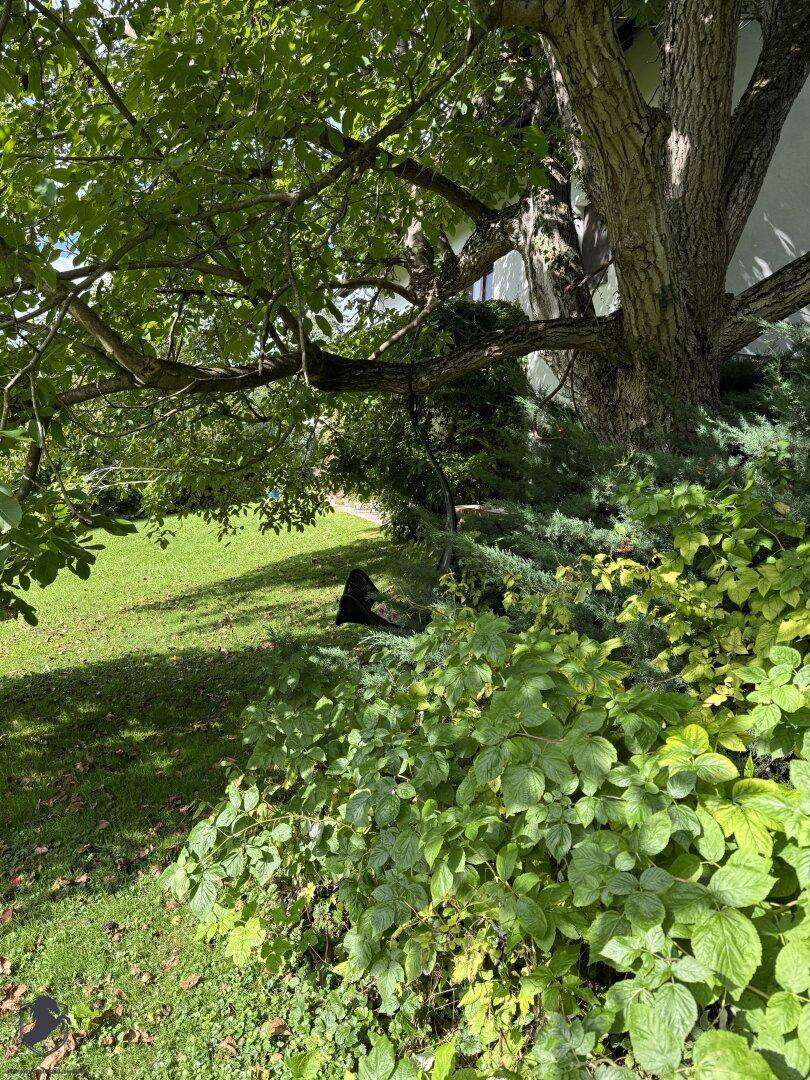 Alter, großer Baum im Garten mit üppiger Unterbepflanzung und Blick auf das Haus.