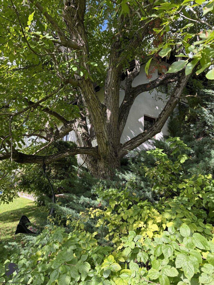 Mächtiger Baum im Garten mit dichtem Blattwerk und Blick auf die Hausfassade.