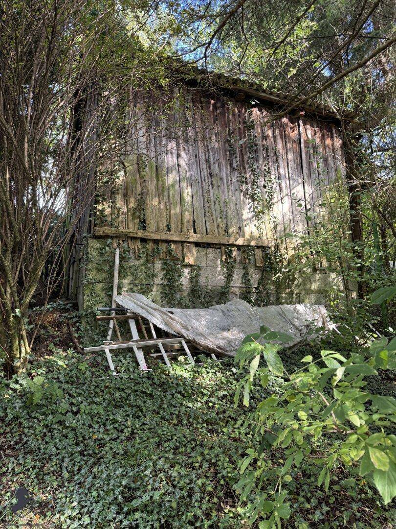 Altes, verwittertes Holzschuppen im Garten, teilweise von Efeu bewachsen.