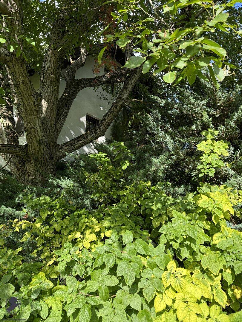 Üppige Gartenbepflanzung mit verschiedenen Sträuchern und einem großen Baum.