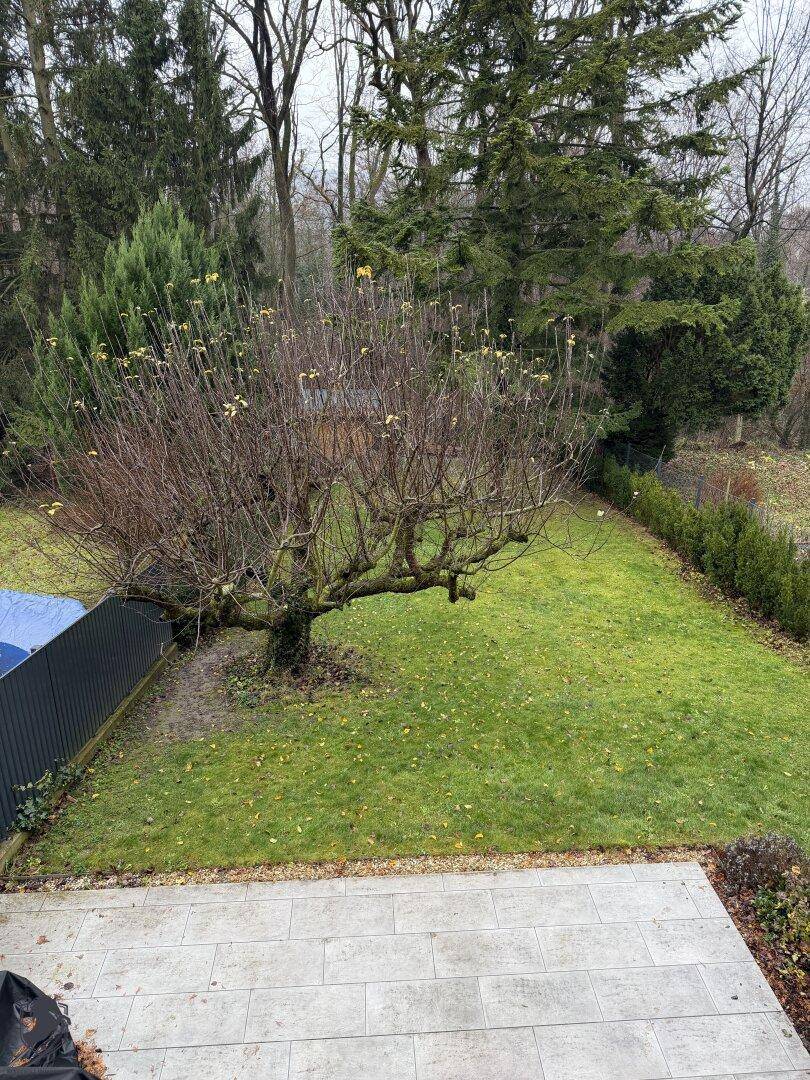 Grüner Gartenbereich mit Rasenfläche und altem Baum, umgeben von dichter Vegetation.