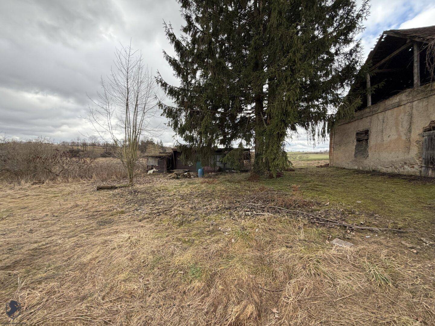 Offenes Feld mit einem großen Baum und einem verfallenen Gebäude im Hintergrund.