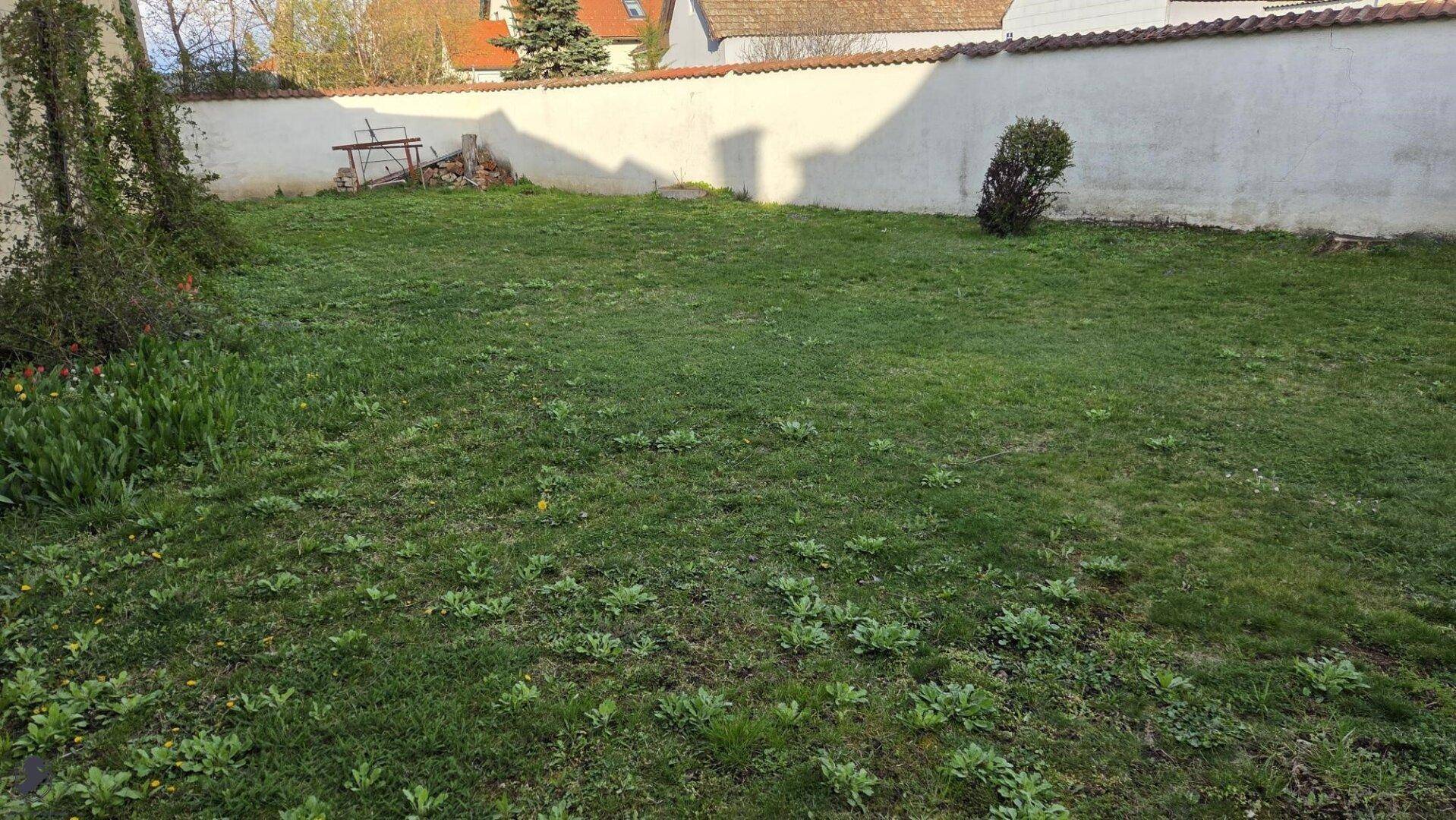 Gepflegte Rasenfläche im Garten mit hoher weißer Mauer.