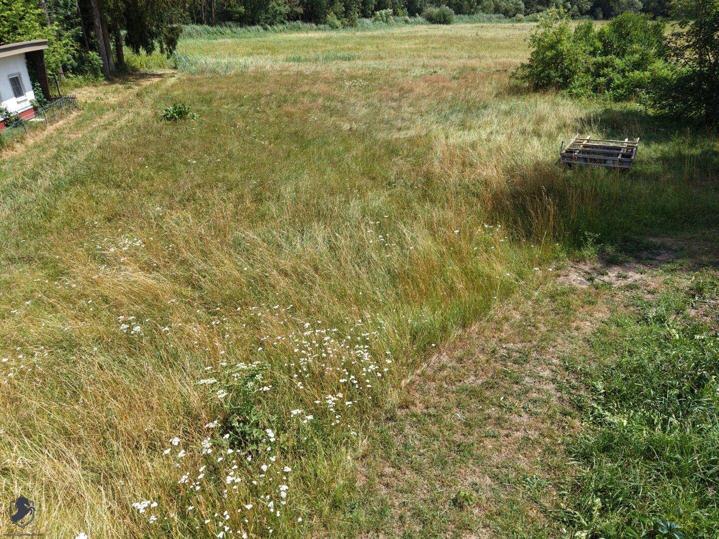Weitläufige Wiese mit hohem Gras und Wildblumen, umgeben von ländlicher Natur und Bäumen.