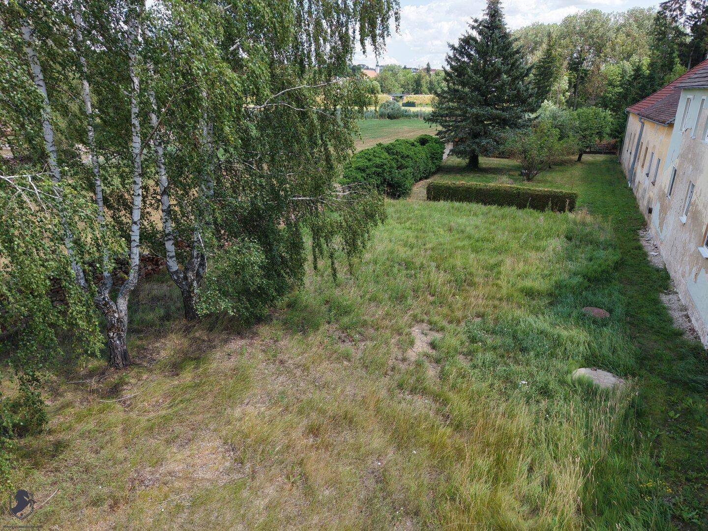 Grüne Gartenfläche mit hohen Birkenbäumen und einer gepflegten Hecke entlang des Gebäudes.