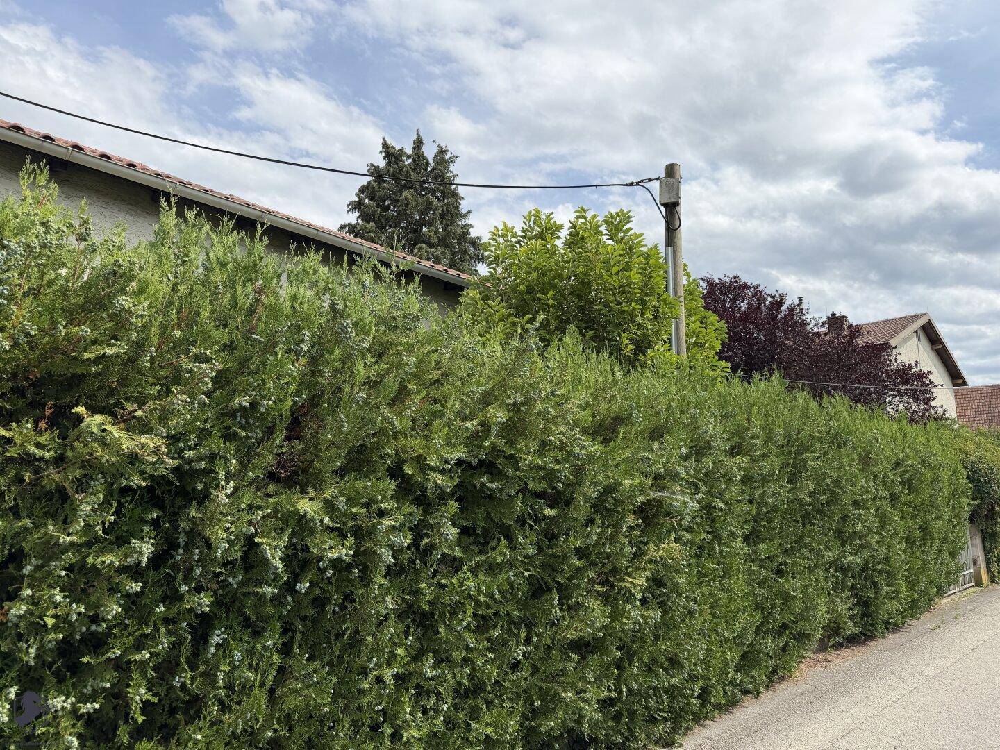 Hohe Hecke entlang der Grundstücksgrenze bietet Privatsphäre und grünen Sichtschutz.