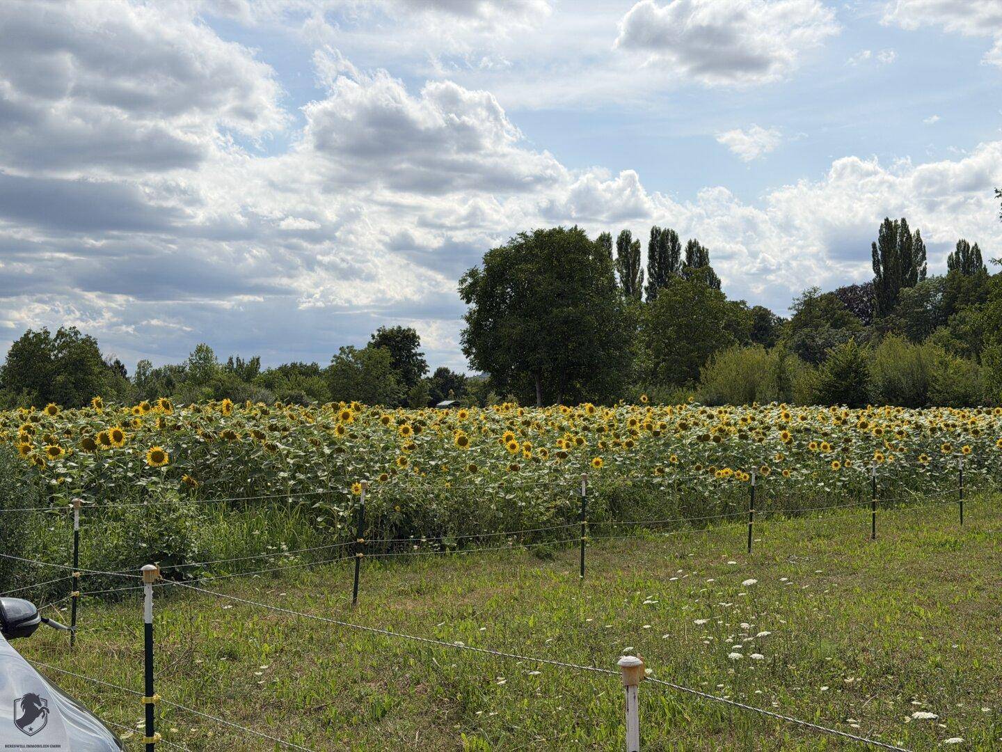 Weites Sonnenblumenfeld unter einem bewölkten Himmel, umgeben von Bäumen.