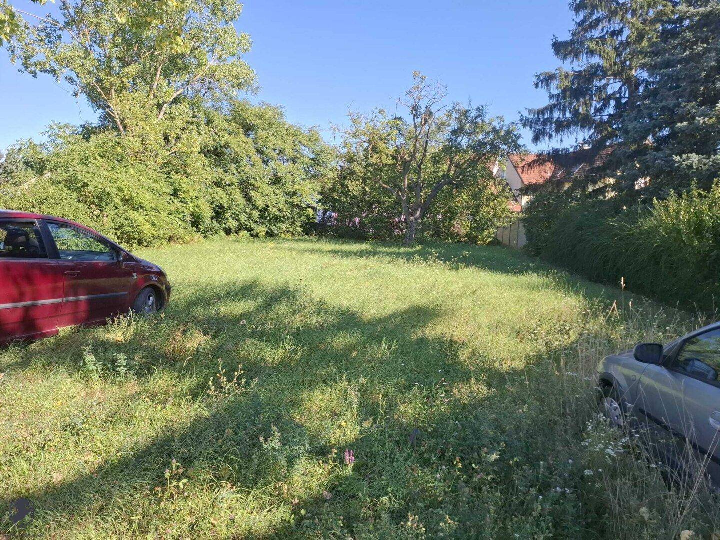 Sonniges Grundstück mit Rasen und Bäumen, umgeben von natürlicher Vegetation und Fahrzeugen am Rand.