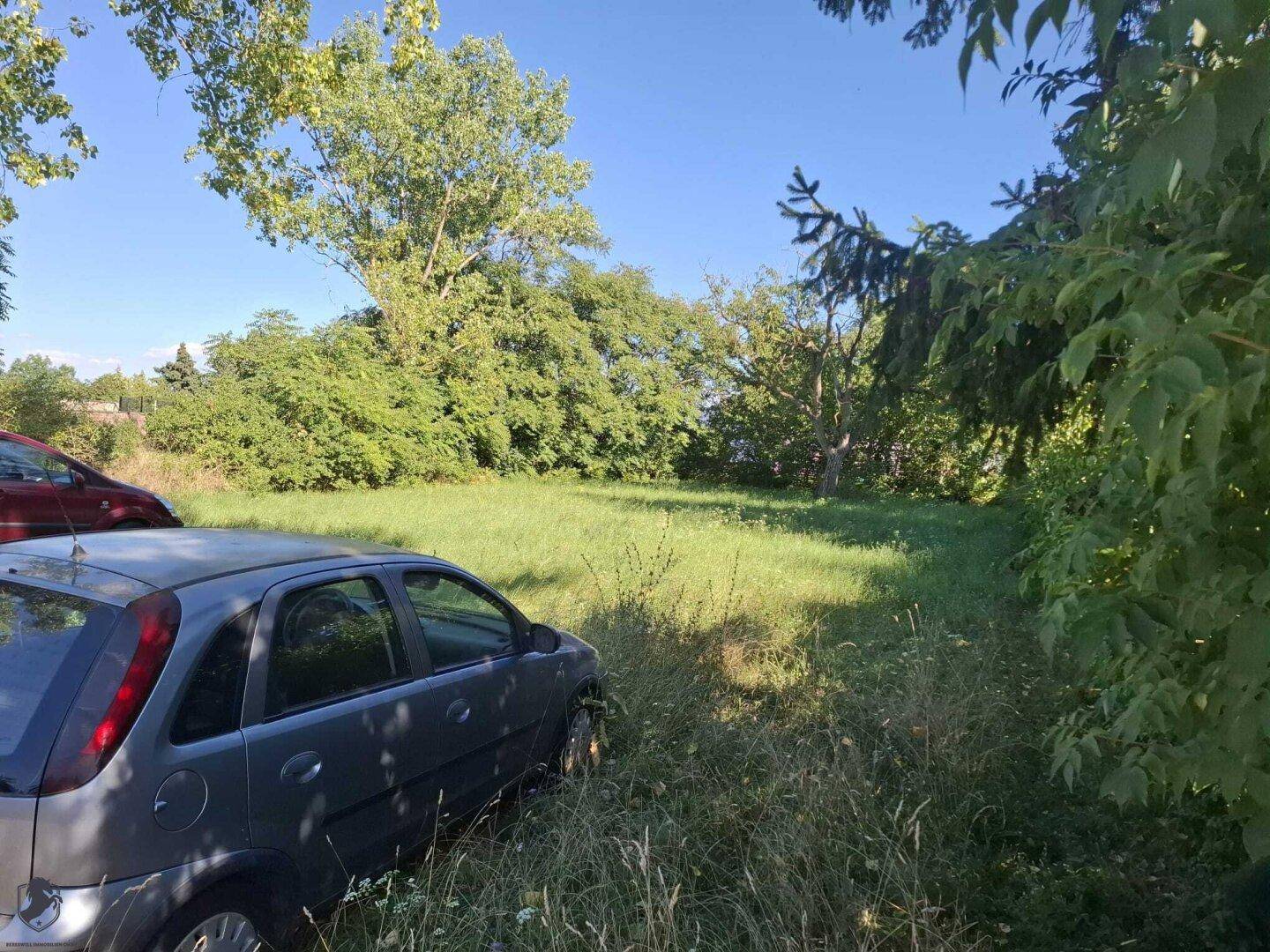 Naturbelassenes Grundstück mit hohem Gras und Bäumen unter strahlend blauem Himmel.